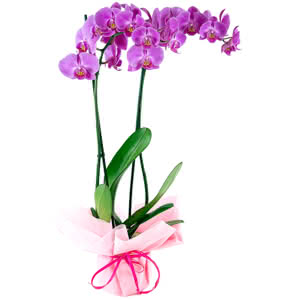FLORISTERIAS INTERFLORA floristerias interflora:
