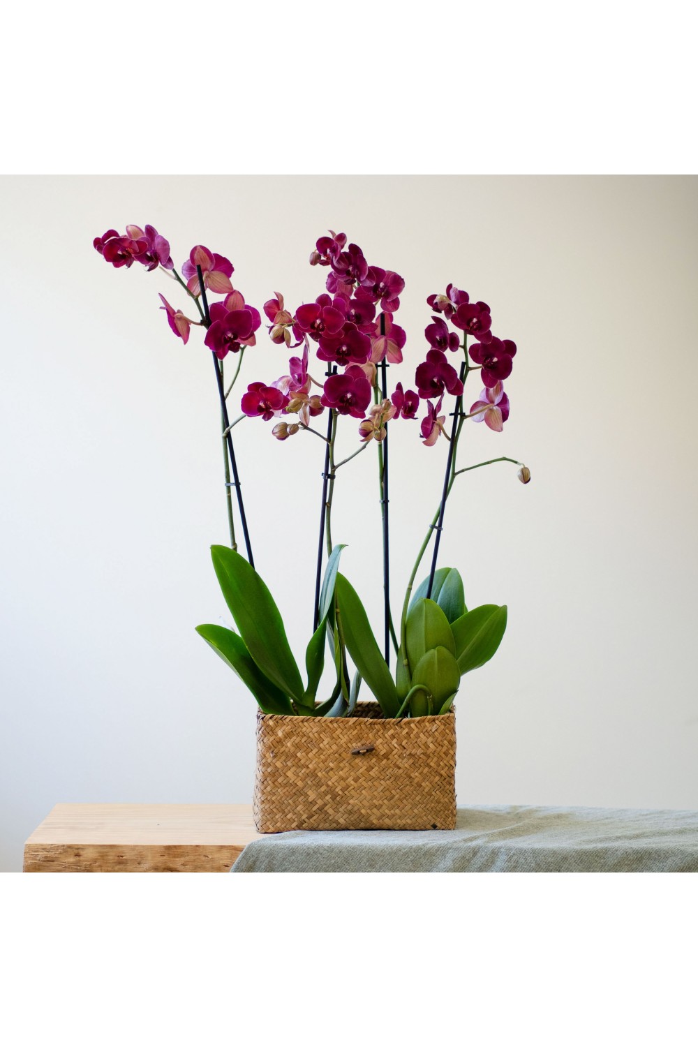 Plantas cestas - Arreglo de orquideas Phalaenopsis - Interflora