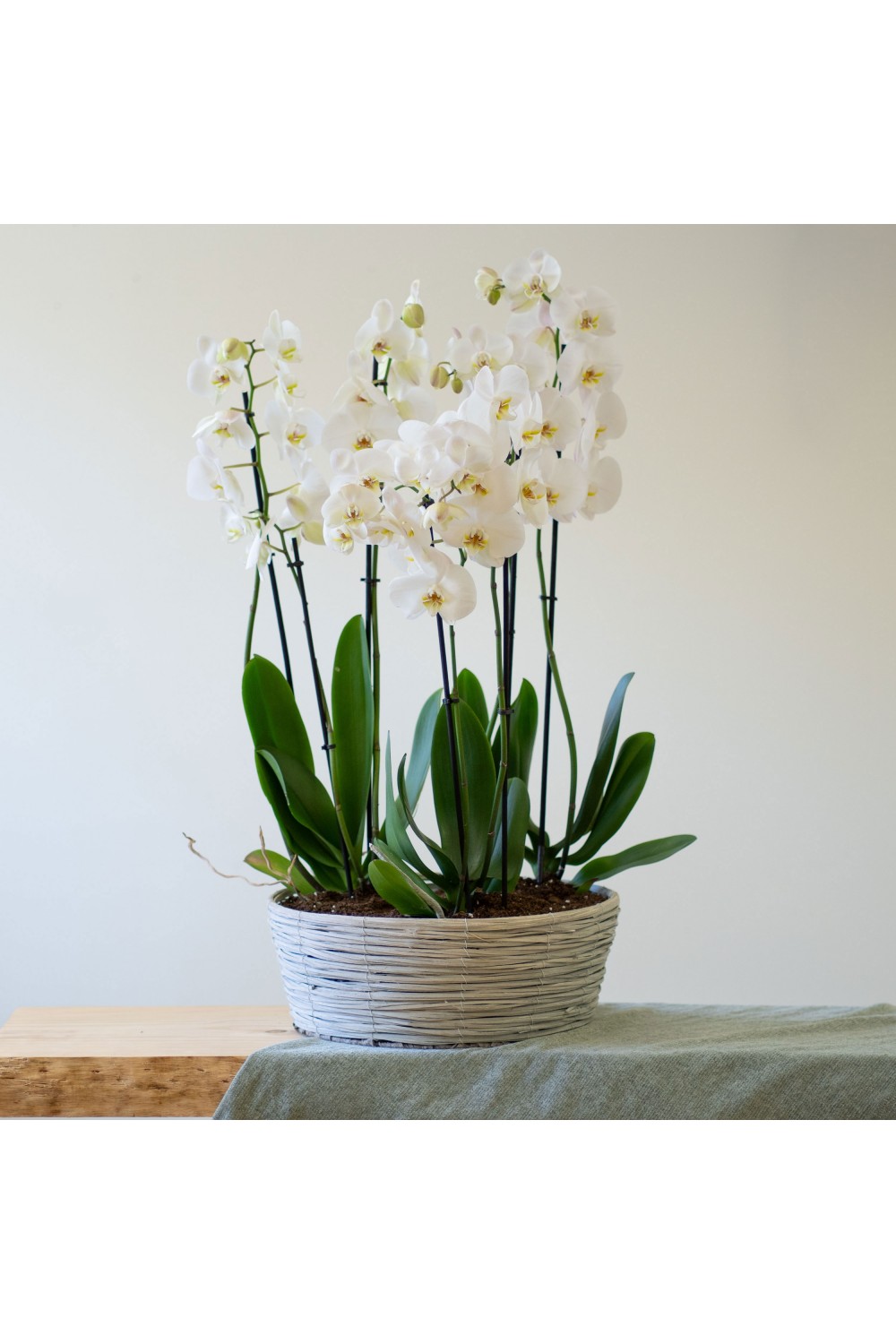 Plantas cestas - Centro de plantas de orquideas - Interflora
