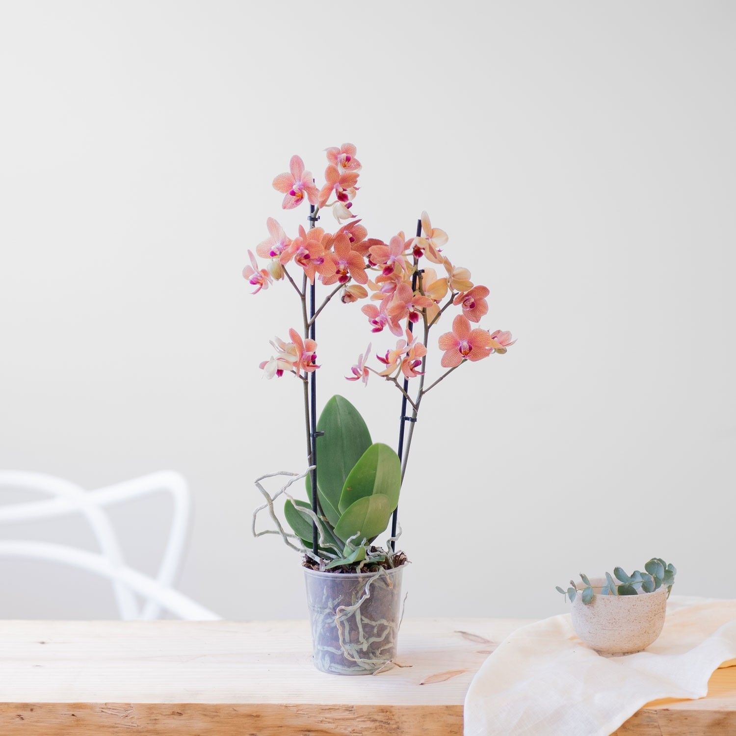 Lego The Botanical Collection Orquidea 10311 – Juguetibici eCommerce, image size:1500x1500