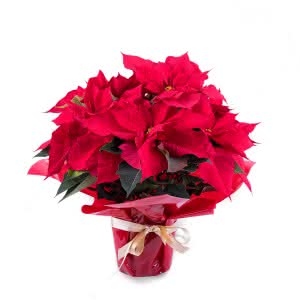 Planta Individual De Poinsettia Interflora