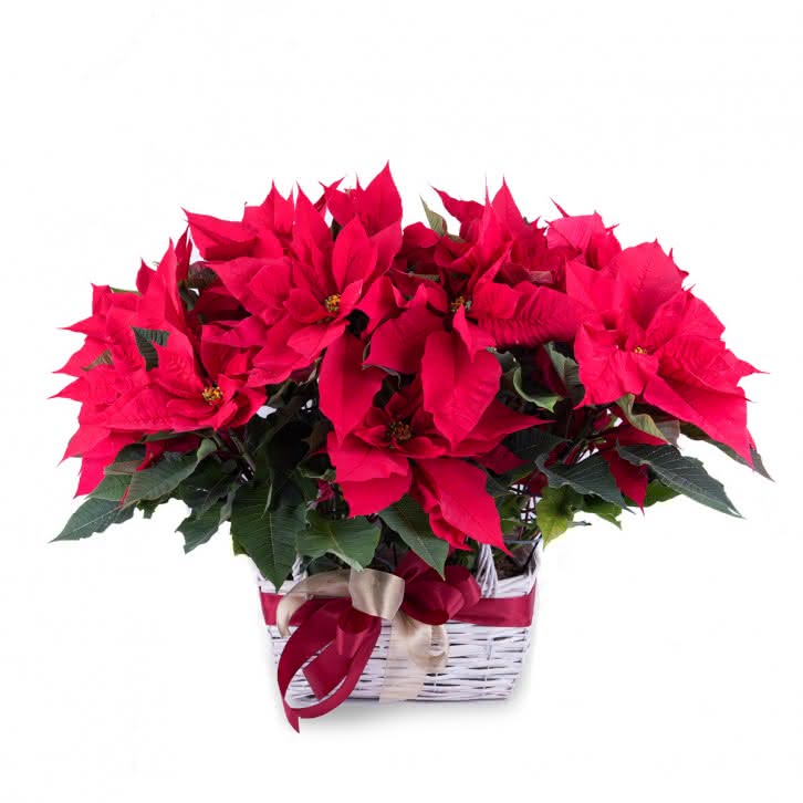 Arreglo de dos plantas de Poinsettias