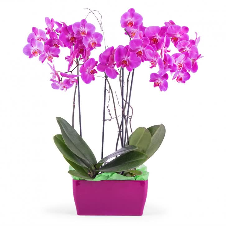 Merlot, Arreglo de orquideas Phalaenopsis