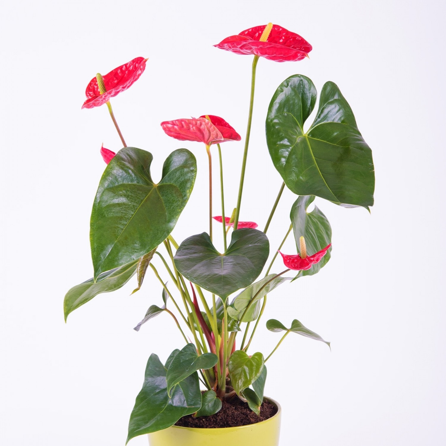 Plantas Cestas Planta De Anthurium Interflora 8696