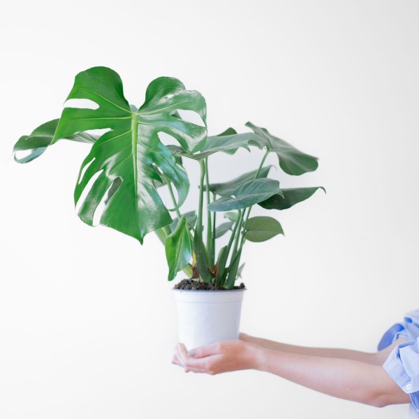 Monstera