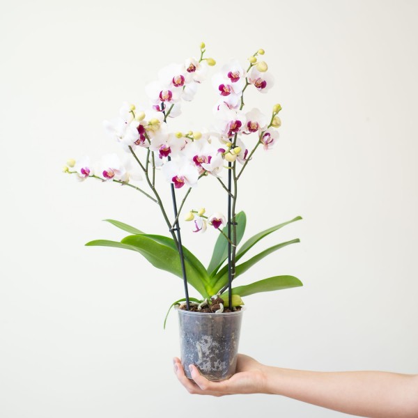 Phalaenopsis Multiflora blanca