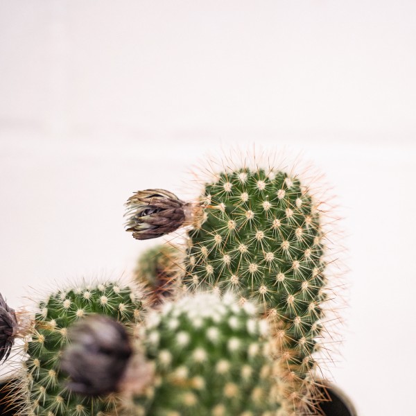 Cactus Mix M-13, Los Cactus agradecen estar a semisombra en ambientes luminosos.