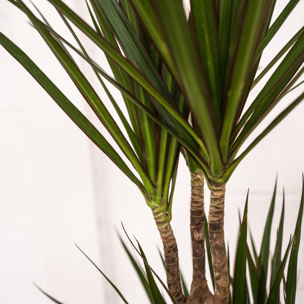 Dracena Marginata, La Drácena es una de las plantas más resistentes que existen para interior.