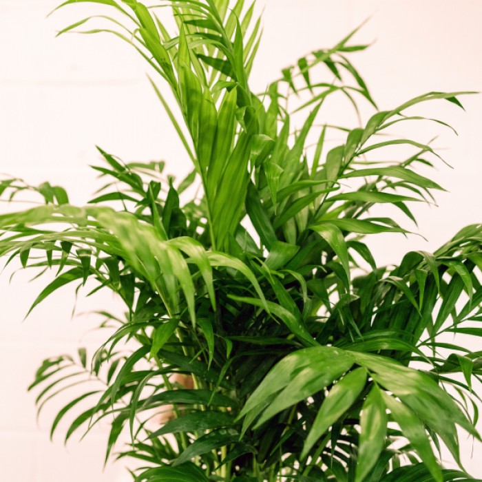 Chamaedorea Elegans