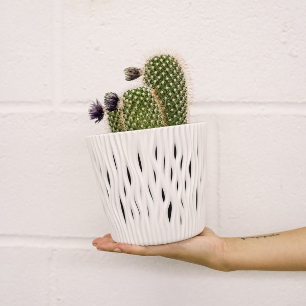 Cactus Mix