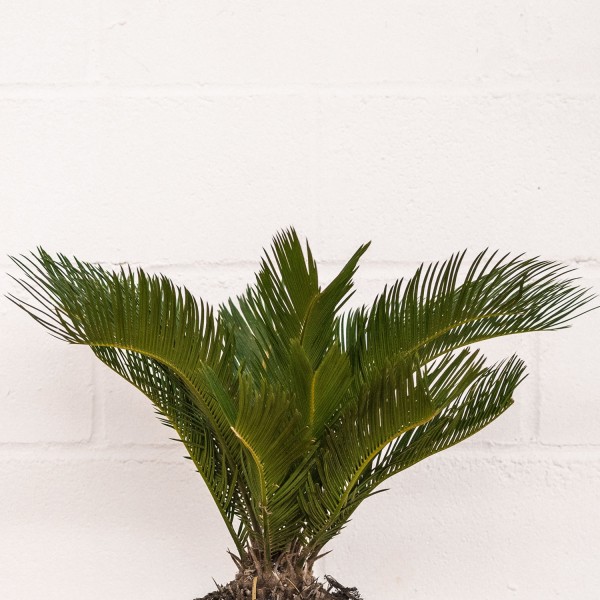 Cyca Revoluta