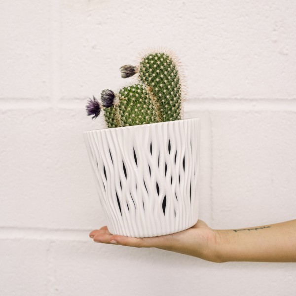 Cactus Mix, Los Cactus agradecen estar a semisombra en ambientes luminosos.