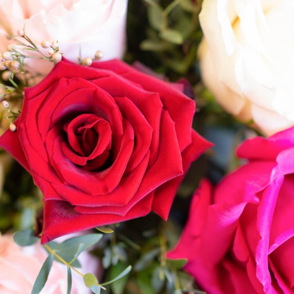 Delicadeza, Rosas Multicolor de Tallo Corto