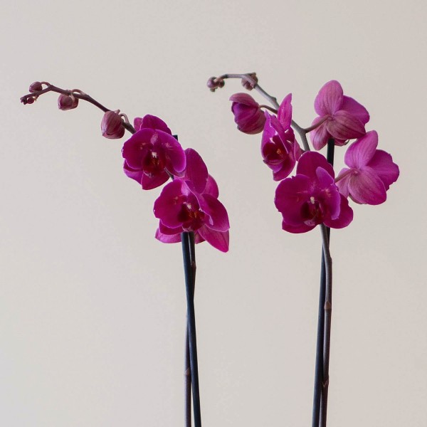 Índico, Orquídea radiante y duradera