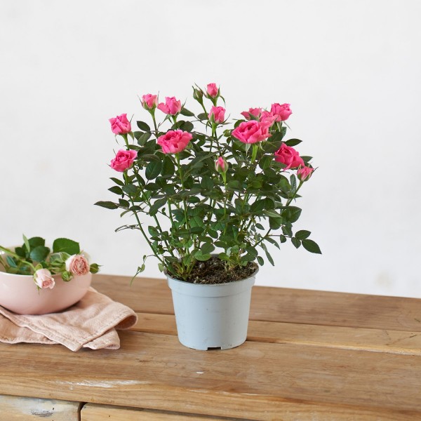 Beauty Bloom, Pack de Rosal en tonos rosas y Kit Clarins con 4 productos de cuidado facial