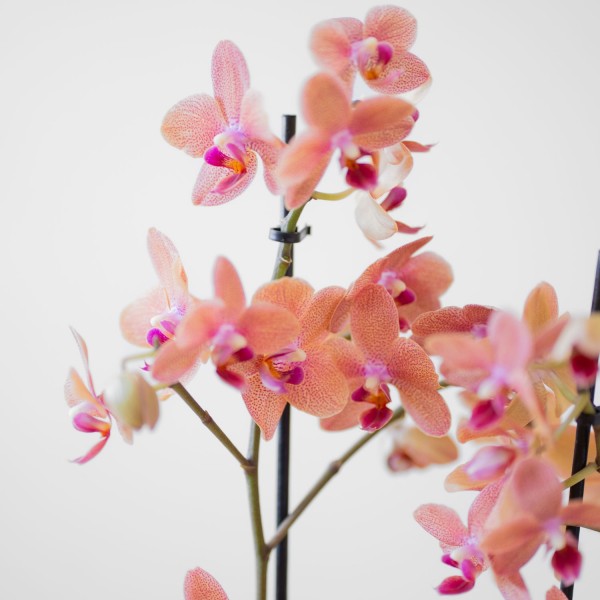 Phalaenopsis Multiflora multicolor, Orquídea