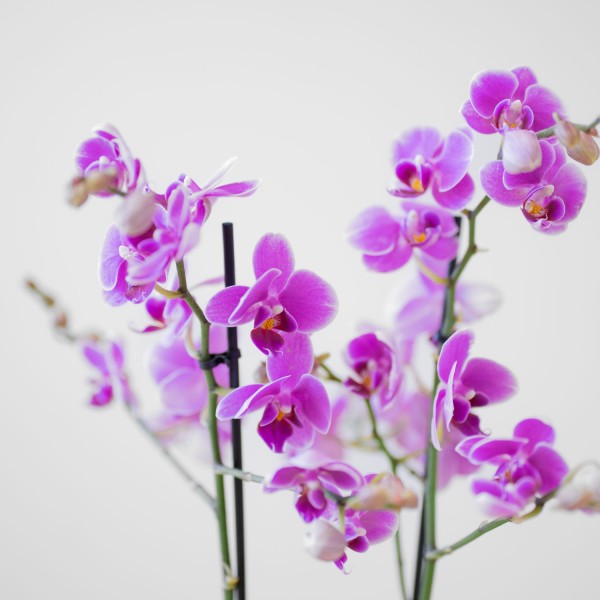 Phalaenopsis Multiflora rosa, Orquídea 