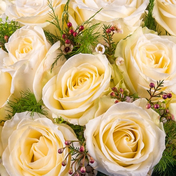 Pureza, Rosas Blancas  de Tallo Corto