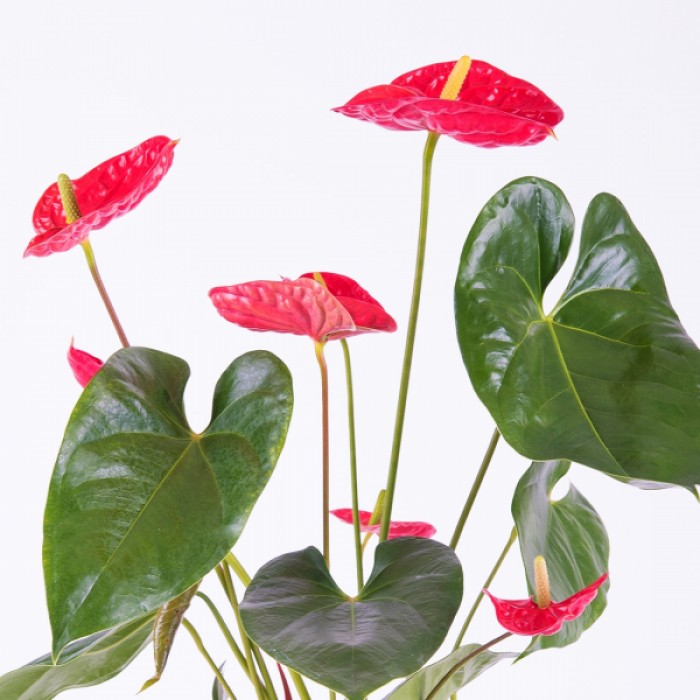 Anthurium