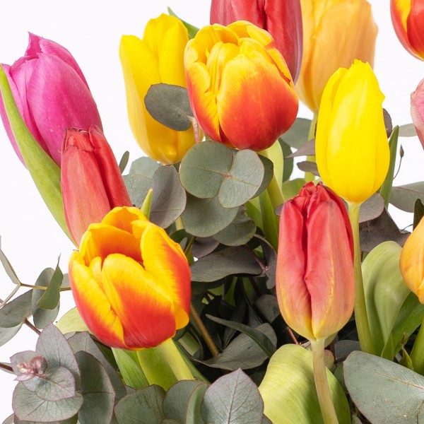 Ramo de tulipanes, Ramo multicolor de tulipanes