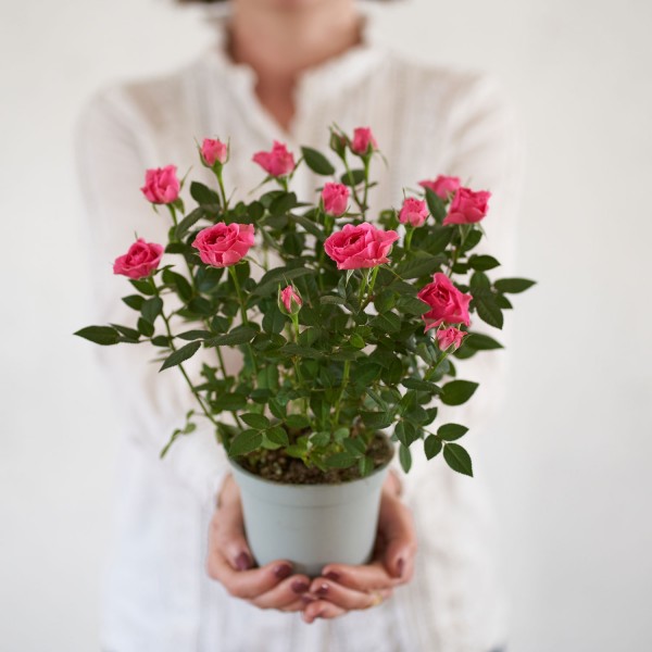 Beauty Bloom, Pack de Rosal en tonos rosas y Kit Clarins con 4 productos de cuidado facial