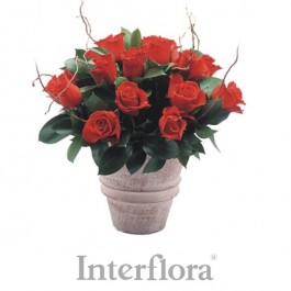 Red roses arrangement (pottery vase included), Red roses arrangement (pottery vase included)