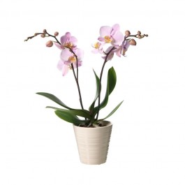 Single plant Phalaenopsis, Single plant Phalaenopsis