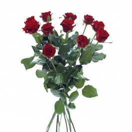 12 rosas de tallo large, SE#12RL
12 rosas de tallo large