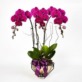 Royal Prosperity – Purple Phalaenopsis, Royal Prosperity – Purple Phalaenopsis