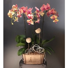 Phalaenopsis in wooden vase, Phalaenopsis in wooden vase