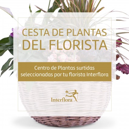 Centro de Plantas del Florista, Cesta de plantas surtidas seleccionadas por tu florista Interflora
