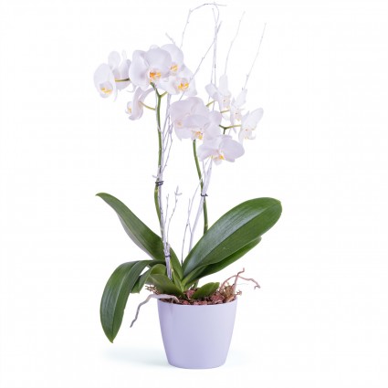 Nassau, Planta de Phalaenopsis Premium