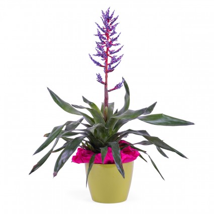 Bromelia, Planta de Viriesia (Bromelia)