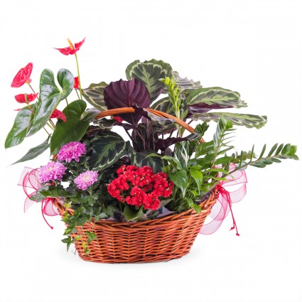 Intenso, Centro de plantas Premium