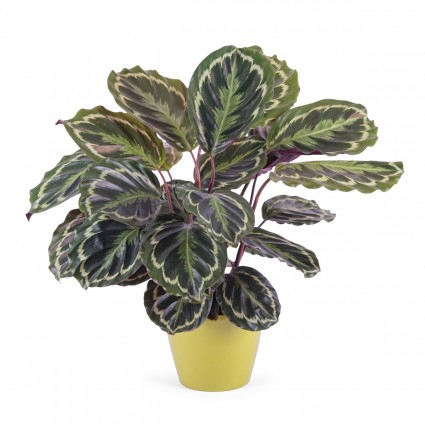 Calathea, Planta de Calathea