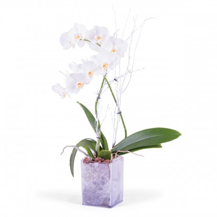 Lorena, Planta de phalaenopsis Blanca