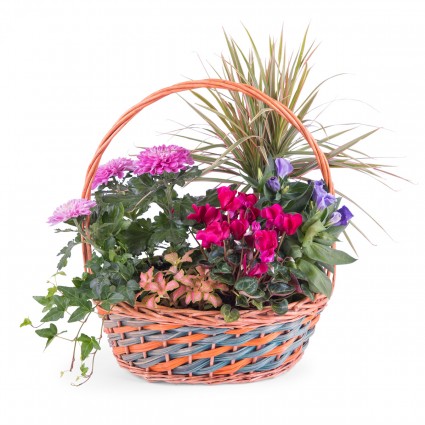 Equinoccio, Cesta de Plantas