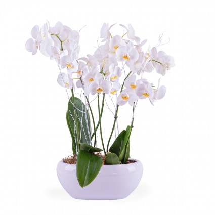 Alsacia, Centro de plantas de Phalaenopsis blancas