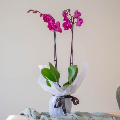 Índico, Orquídea radiante y duradera