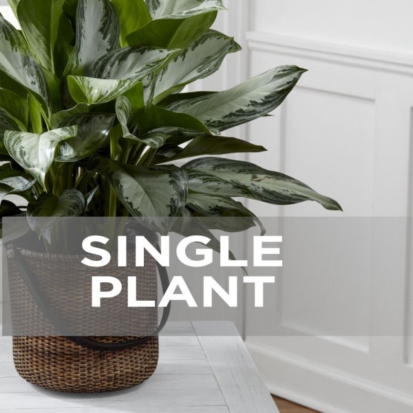 Single Plant, Single Plant