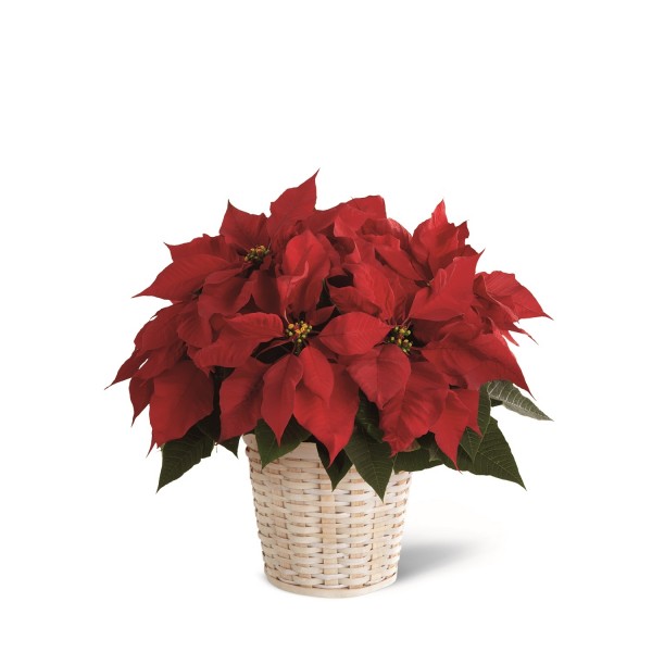 The Red Poinsettia Basket by FTD® (Large), The Red Poinsettia Basket by FTD® (Large)