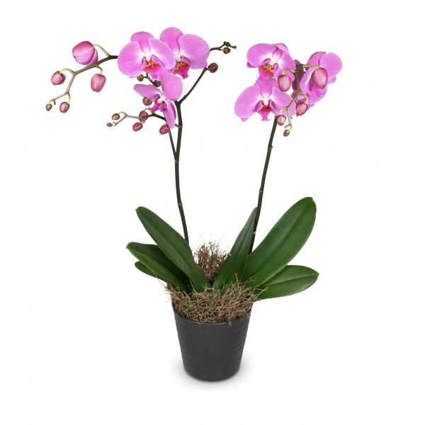 Deep pink Orchid (Phalaenopsis), Deep pink Orchid (Phalaenopsis)