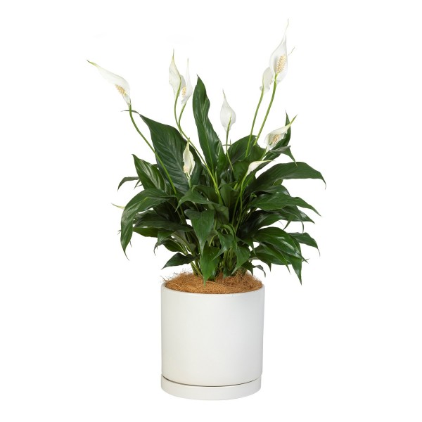 White Peace Lily, White Peace Lily