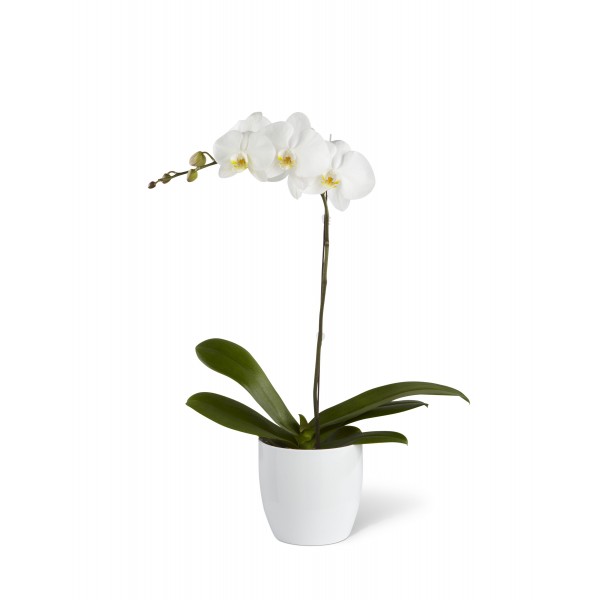 White Orchid Planter, BB#S11-4462
White Orchid Planter