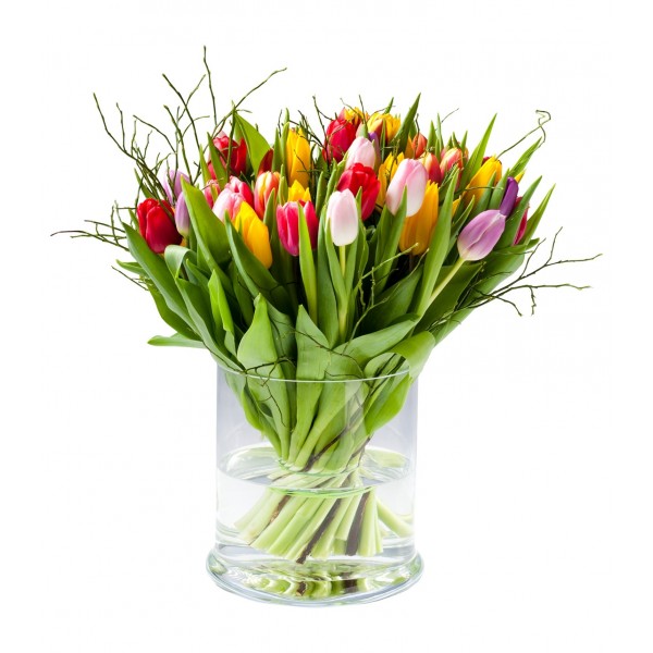 Multi tulipa, BE#1650
Multi tulipa