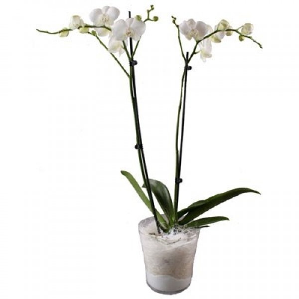 Orchidplant, BE#7110
Orchidplant