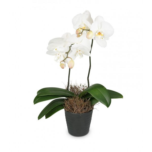 White Orchid (Phalaenopsis) in cachepot, White Orchid (Phalaenopsis) in cachepot