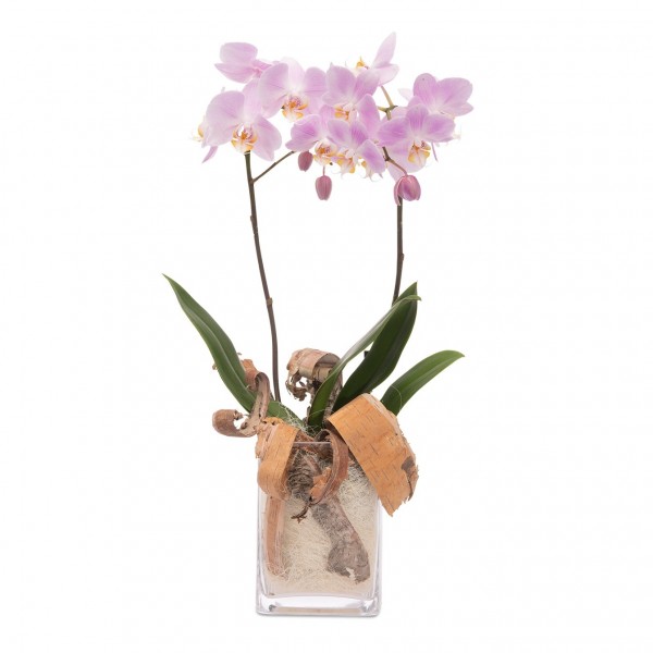 Floral arrangement with pink orchid, Floral arrangement with pink orchid