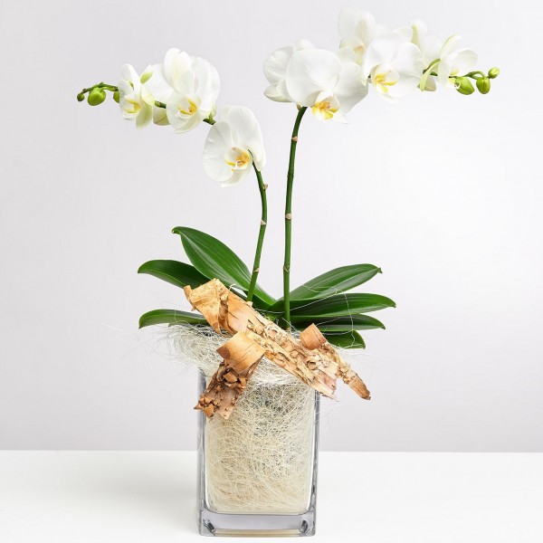 White orchid in vase, White orchid in vase