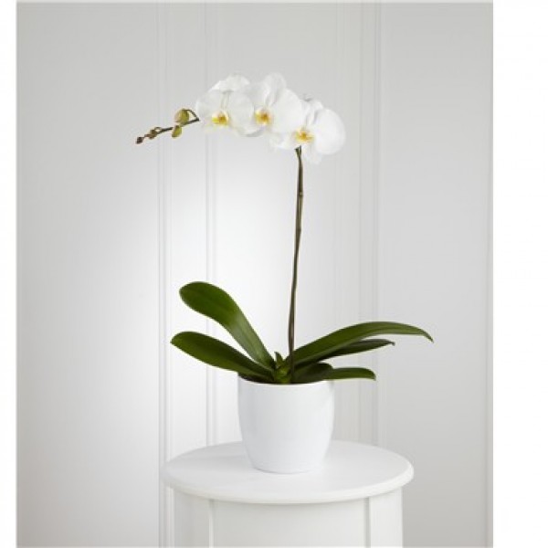 Orquídea Blanca, EC#S11-4462
Orquídea Blanca